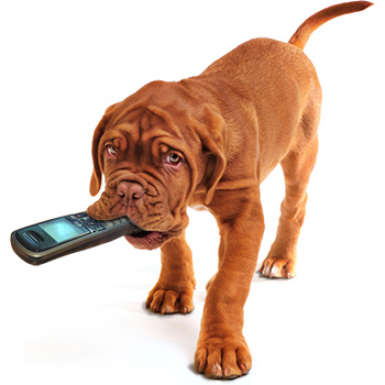 Dog holding cellphone