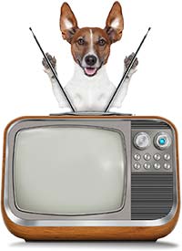 Media dog